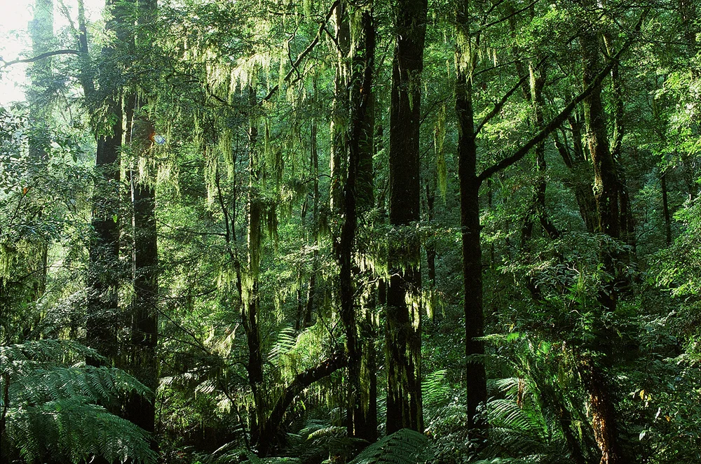 Velvia slide film