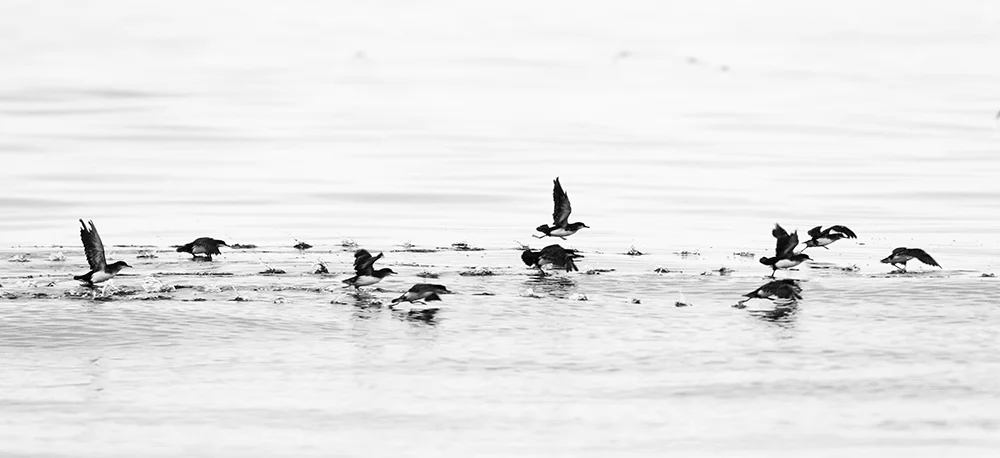 A flock of Fluttering Shearwaters take off. This species is often found in medium to large flocks.