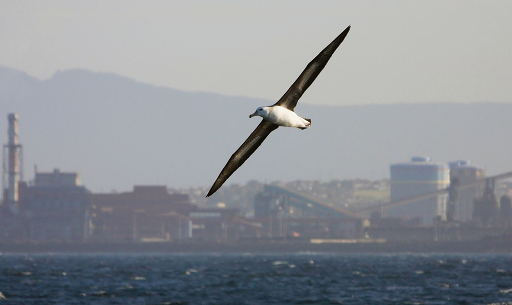 Immature Black-browed Albatross against an industrial Port Kembla backdrop.