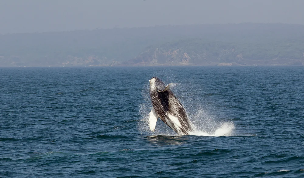 Humpback Whale breaching near Eden, NSW in October.