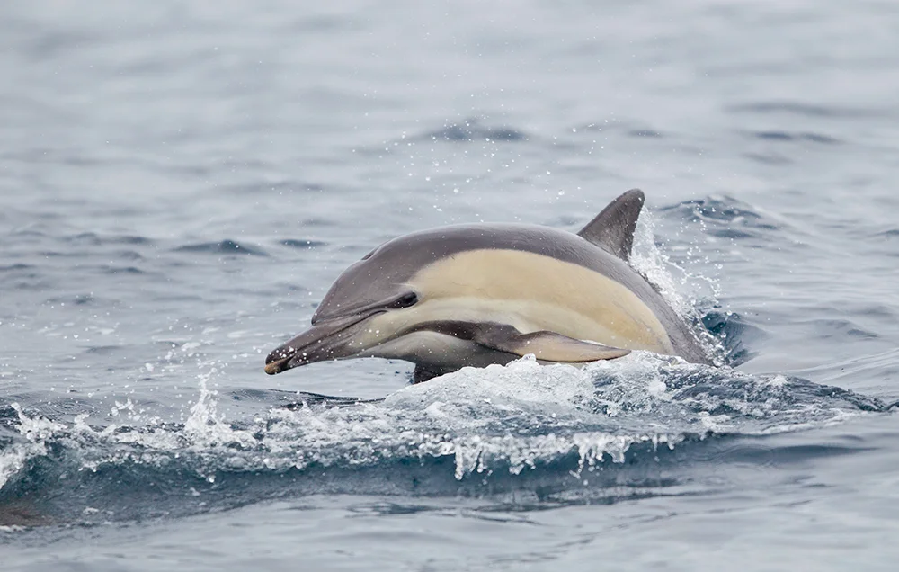 Common Dolphin are probably the most commonly seen dolphin on pelagic trips around eastern Australia.