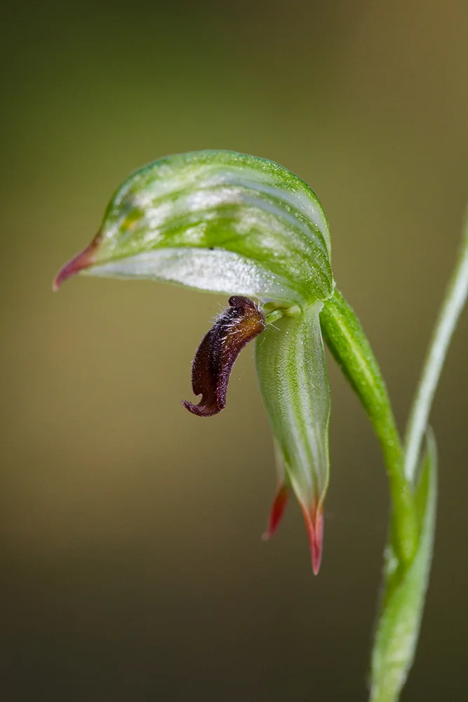 The anatomy of Pterostylis chlorogramma . The labellum (the brownish red hairy bit) flips upwards when disturbed, trapping the insect in the hood (the top rounded bit). The insect crawls from right to left inside the hood before it is able to escape.