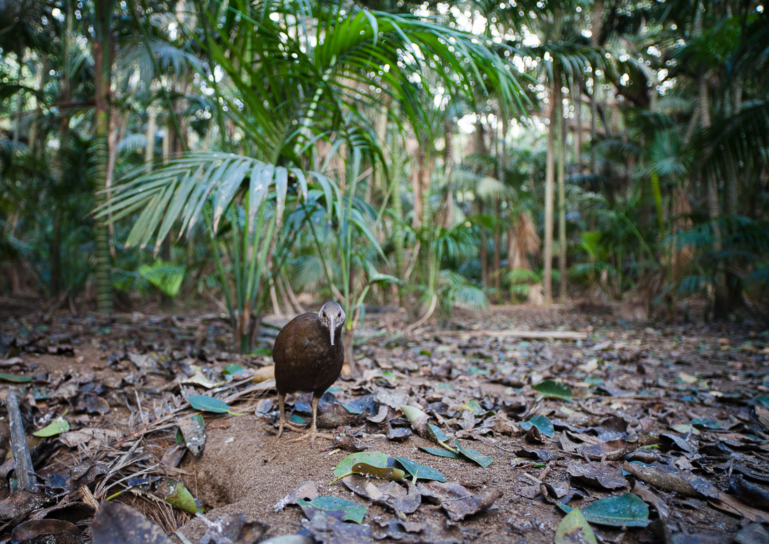 This, to me, is Lord Howe in an image: the iconic woodhen, in a kentia palm forest, with lots of leaves covered in bird shit.