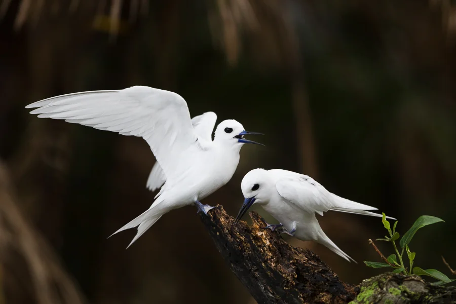 White Terns, full of character.