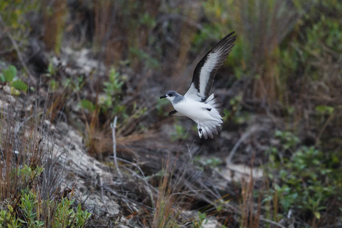 A beautiful Black-winged Petrel, close to dry land! These guys were in the middle of feeding their chicks when I was there in March. They create burrows in the sandy soil where they lay their eggs and rear their young.