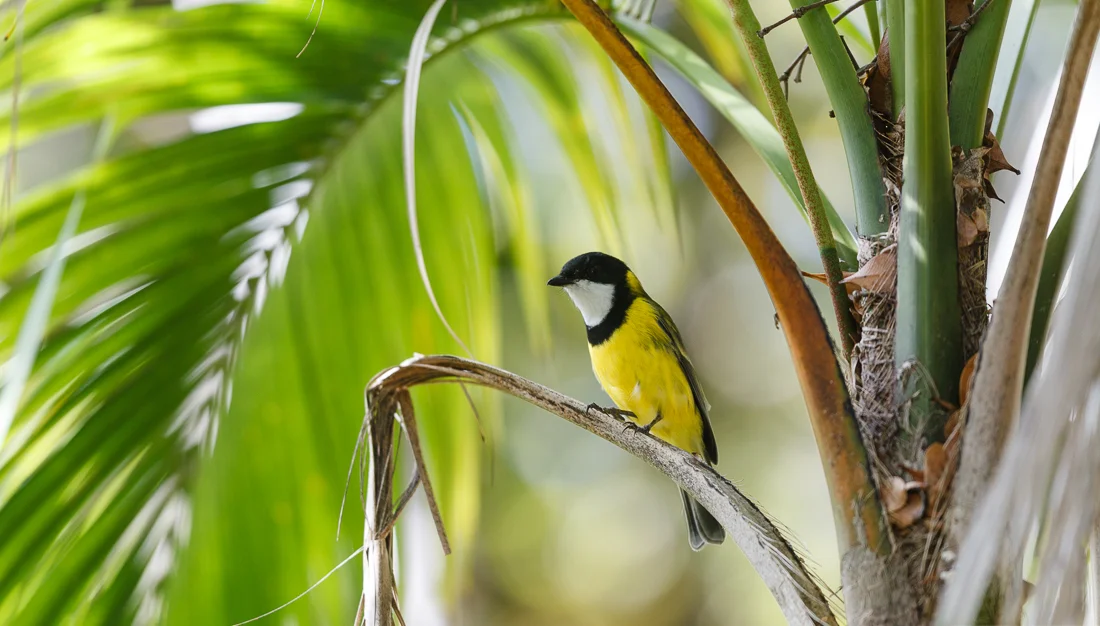 Lord Howe Island Golden Whistler.