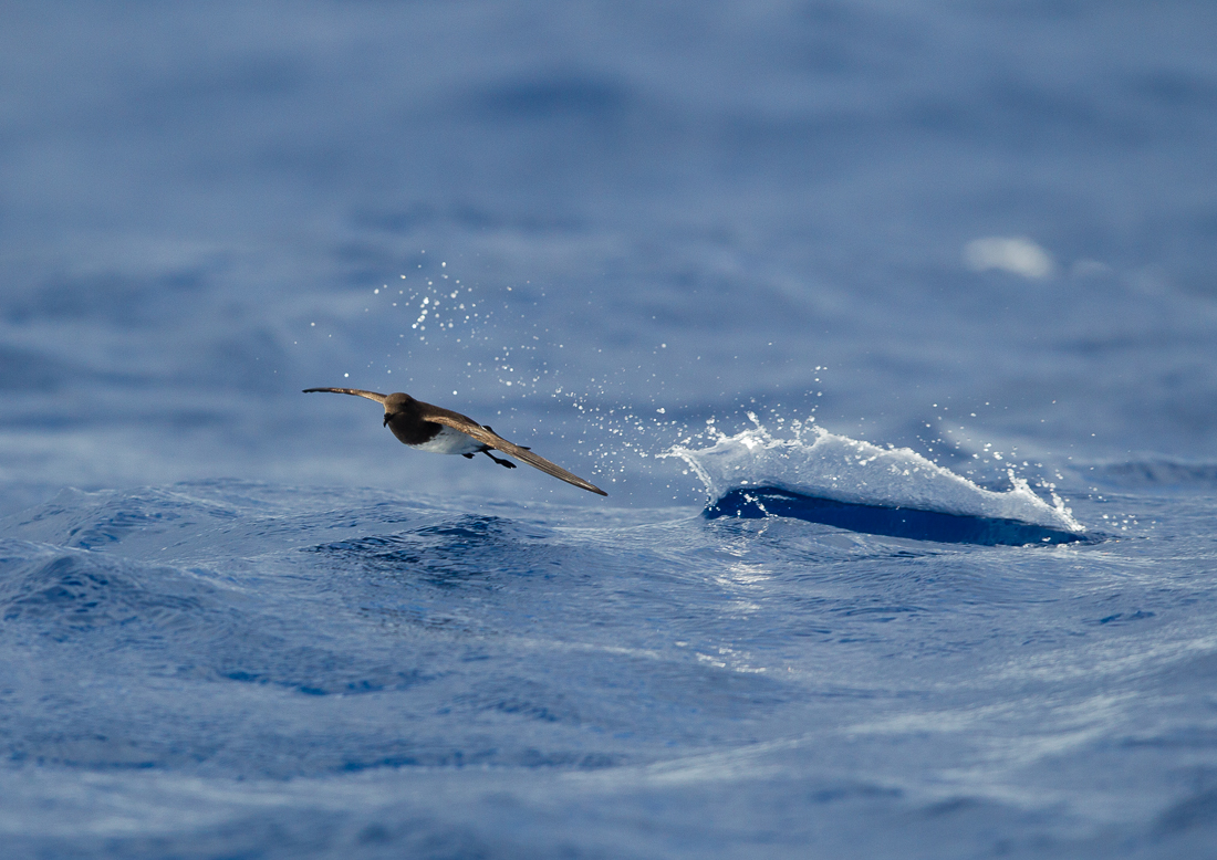 The very small and very cute White-bellied Storm Petrel, rarely seen in Australia except around Ball's Pyramid.