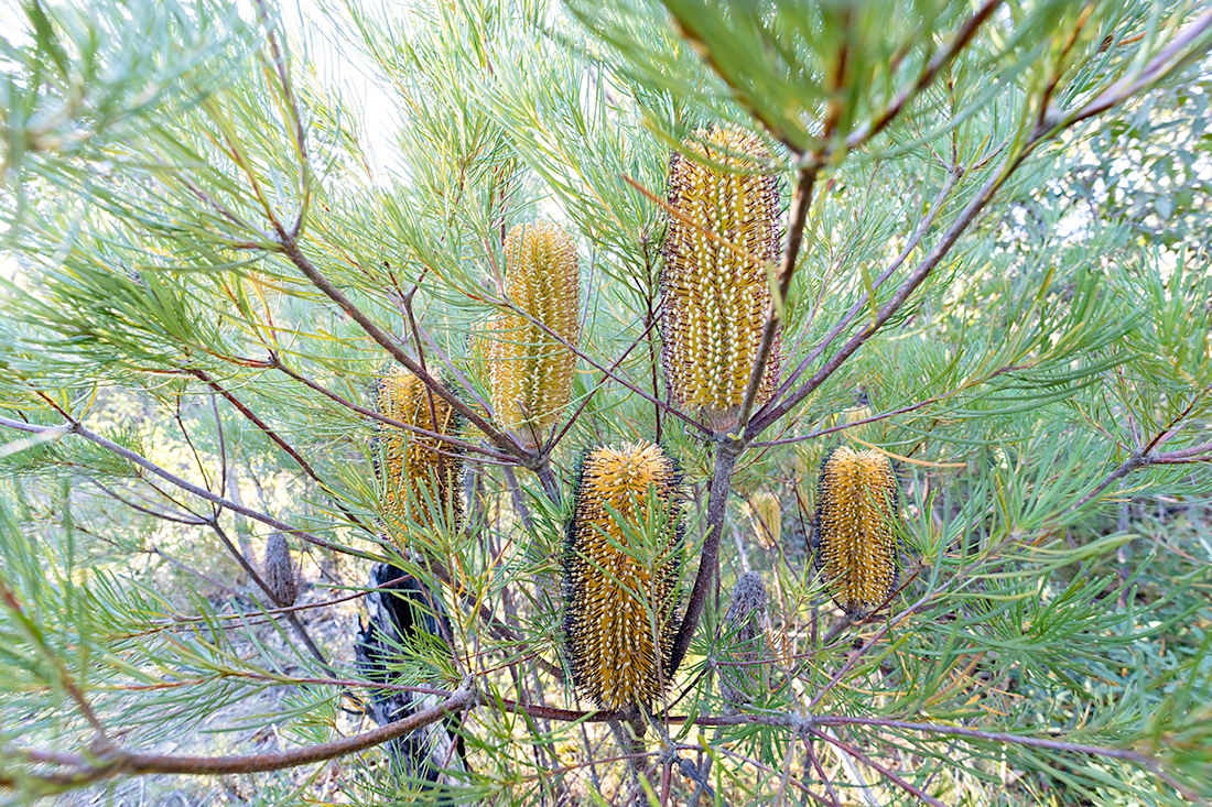 A cluster of Banksia spinulosa 'candles.'
