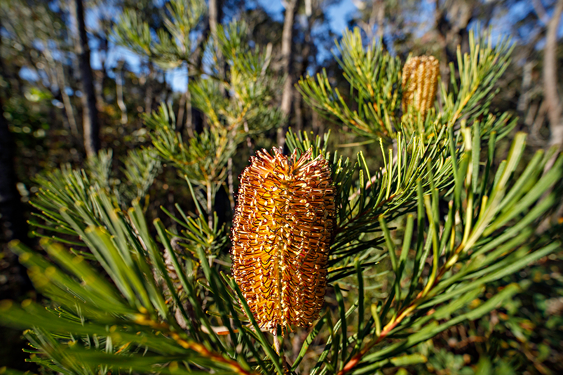 Banksia spinulosa.