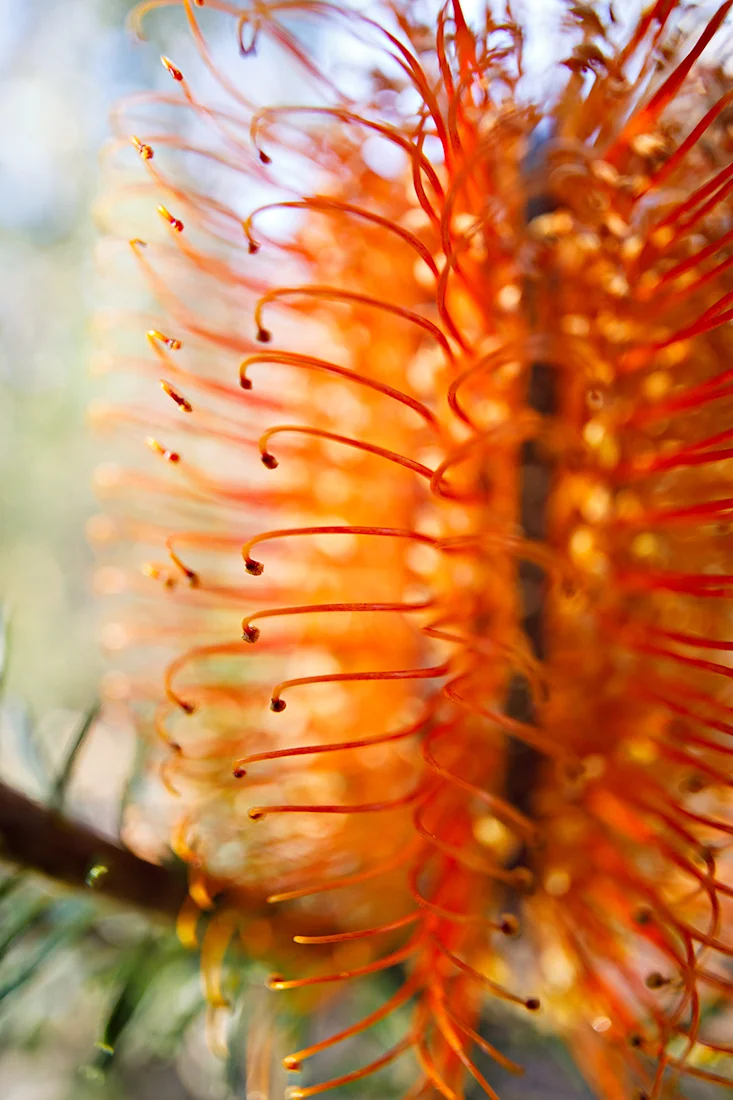Banksia ericifolia flowers up close.