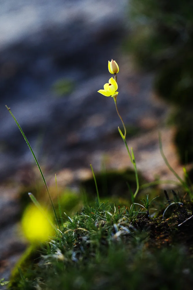Life on the granite rock shelf.