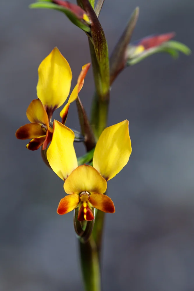 Donkey orchids demonstrate how to mimic native pea flowers.