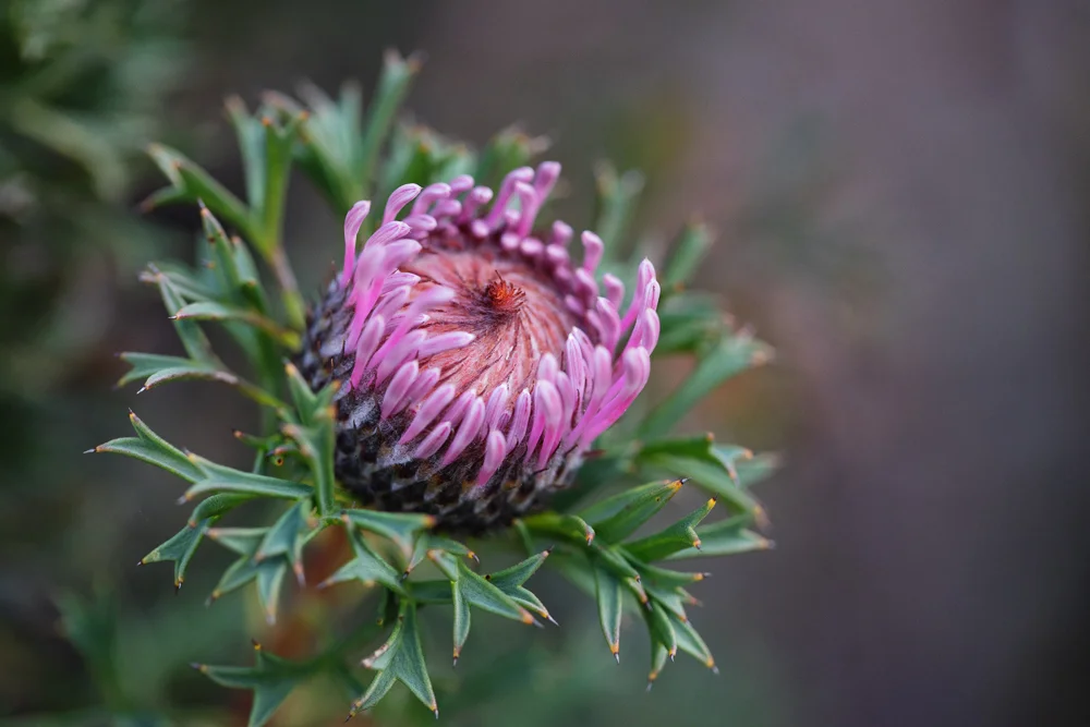 An Isopogon of some sort, just about to burst into flower.