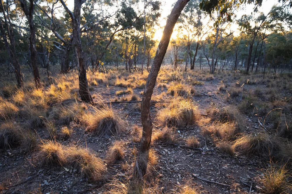 Late afternoon peace, Canberra style.