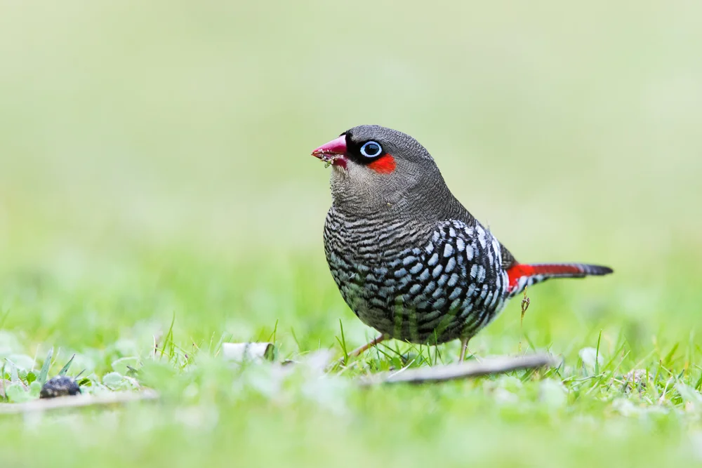 Red-eared Firetail: one of those precious moments when you see a new bird, and also get good photos of it.