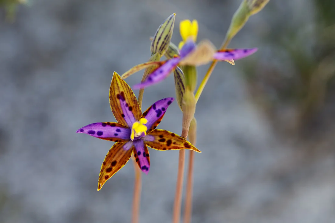 This individual had a slightly different colour scheme to the others: more yellows and reddish browns.