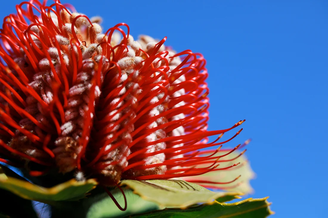 It is not easy for digital cameras to render rich red tones. I've tried to make these photos as true-to-life as possible, but nothing can replace the vivid yet subtle hues in real scarlet Banksia flowers.