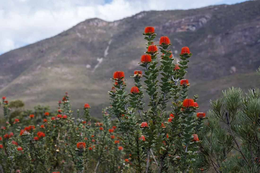 Banksia coccinea flowering en masse in the Stirling Ranges.