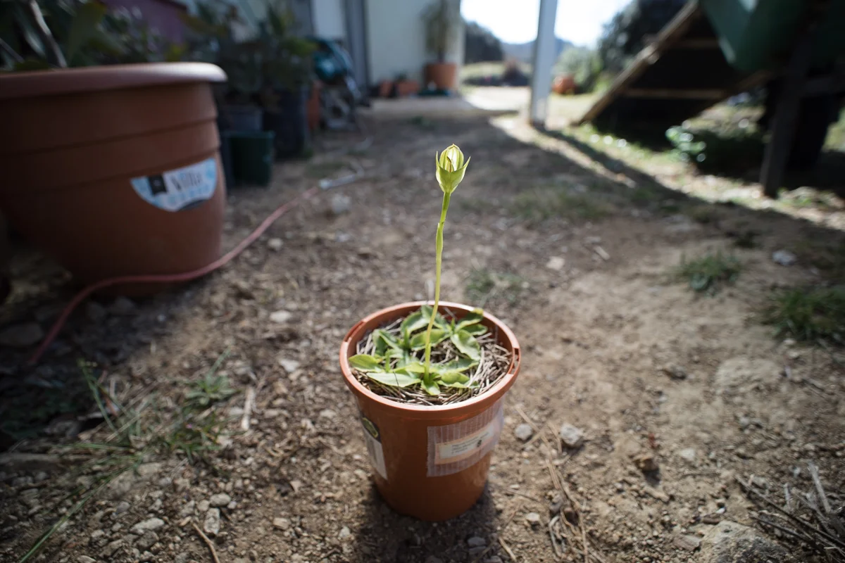 The smoothness of the bokeh is impressive, even here with a subject not too close to the camera (the model is a Pterostylis curta flower, one of the many species of greenhood I have in cultivation). Laowa 15mm @ f4.