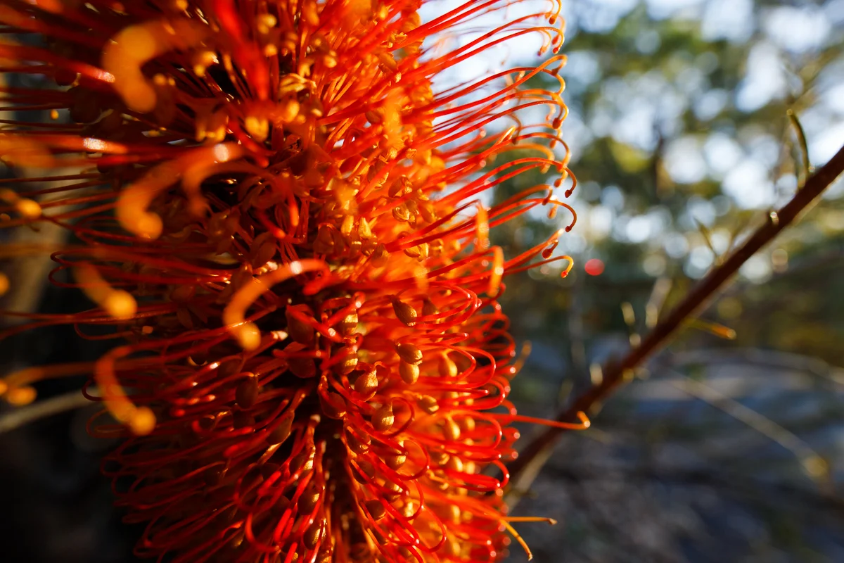A Banksia ericifolia candle up close. This kind of photo is just not possible with any other lens.