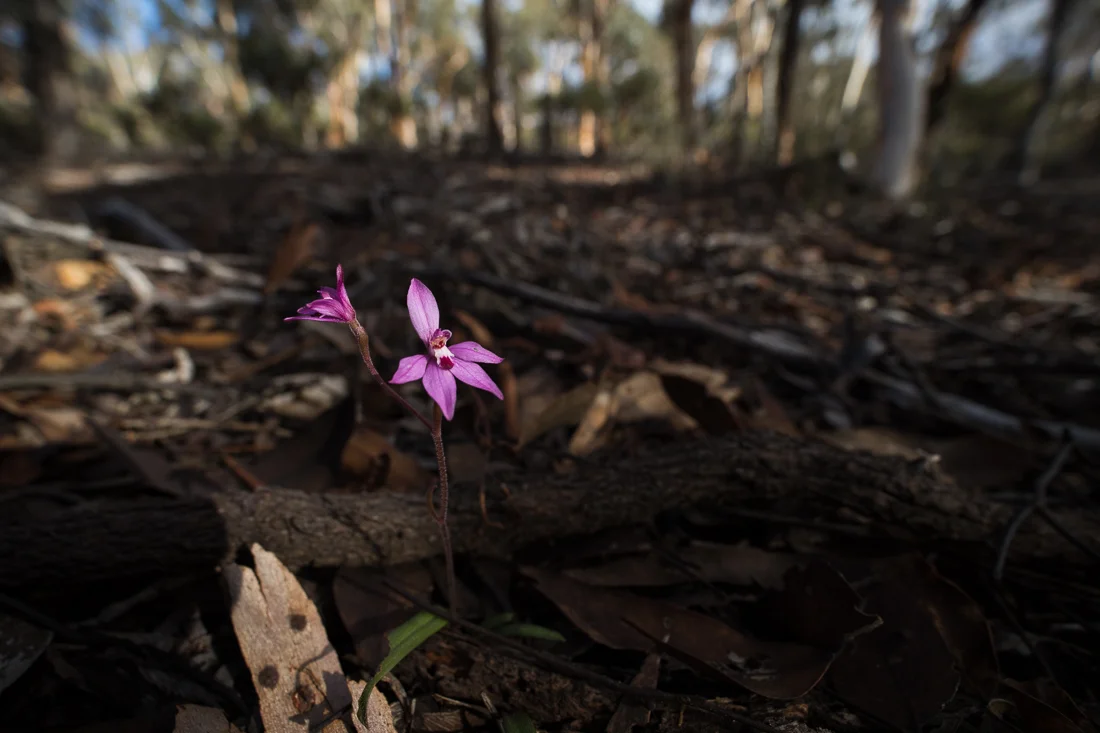 The delightfully pink, and tiny, Little Pink Fairies ( Caladenia reptans ).