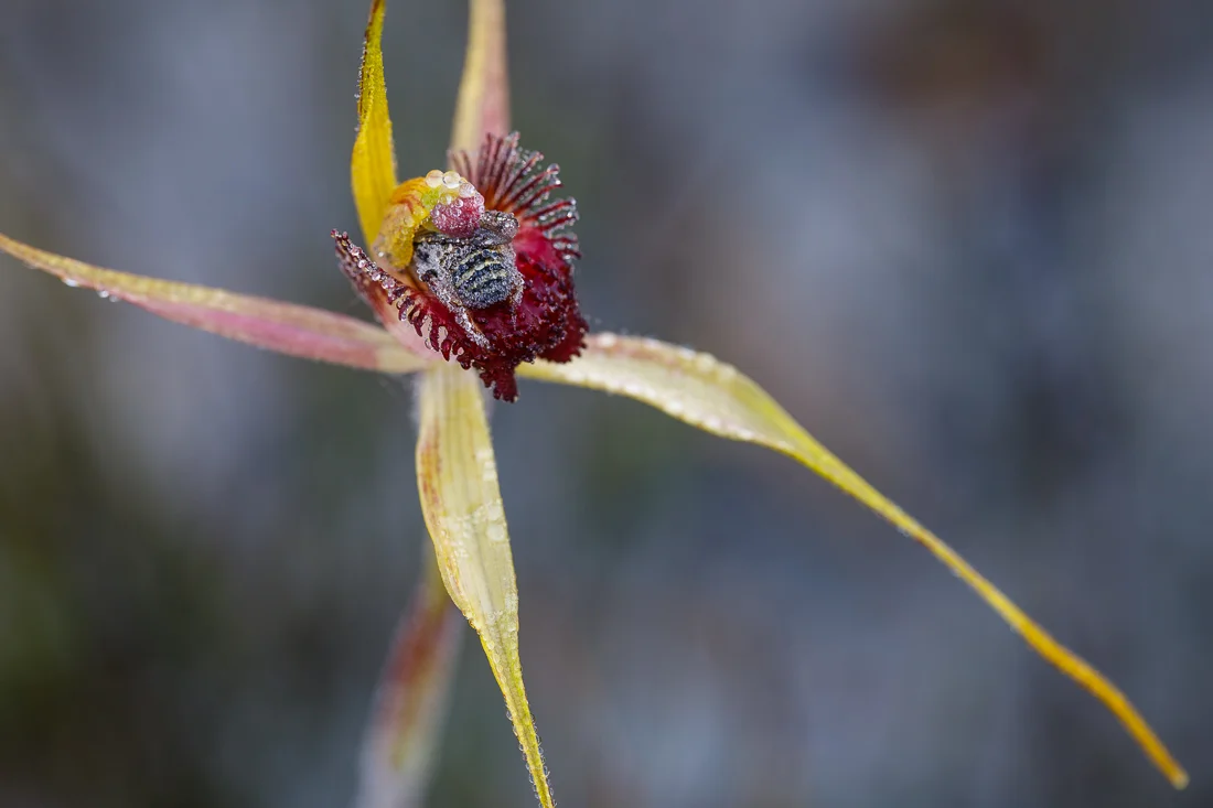 This King Spider orchid, Caladenia pectinata , has a had a visitor for the night. Both the orchid and the bee are still covered in morning dew and the bee is only just beginning to wake up from deep sleep...