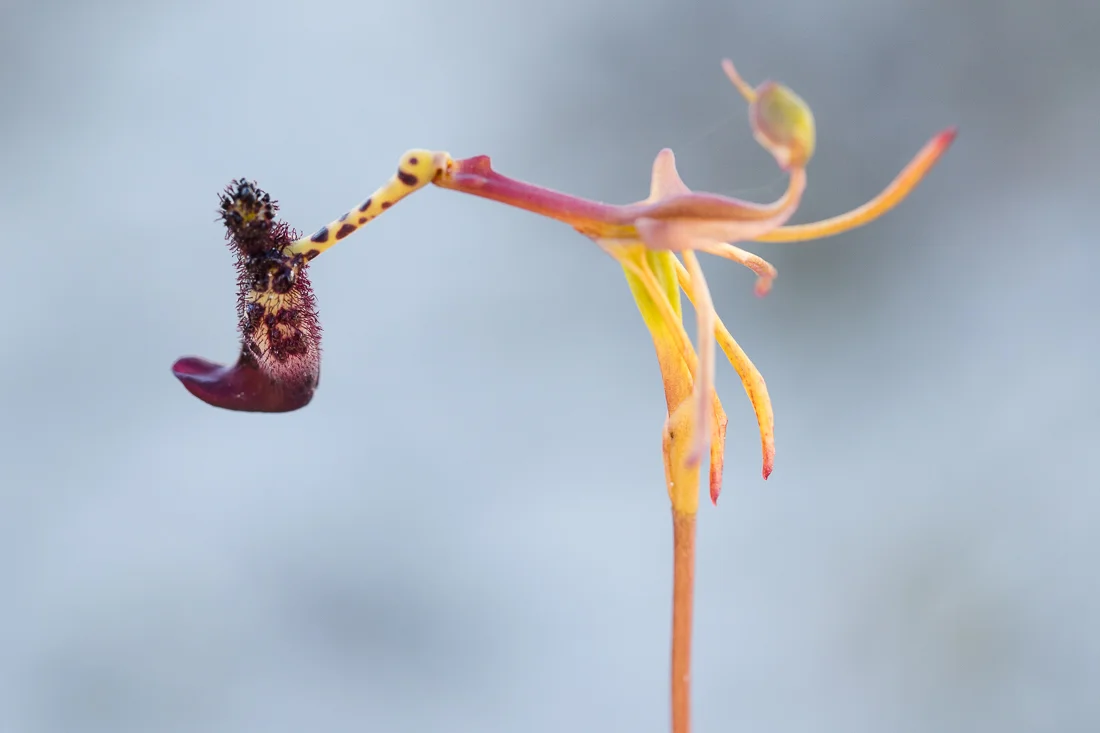 Hammer orchids are one of those cool, characteristically Western Australian orchid groups. The labellum is shaped like a female wasp and is delicately hinged, so that when the male grabs the labellum and tries to fly off with it, he is catapulted on to the column holding the pollinia, thus receiving a pollen package to transport to the next orchid. (The Warty Hammer orchid, Drakaea livida ).