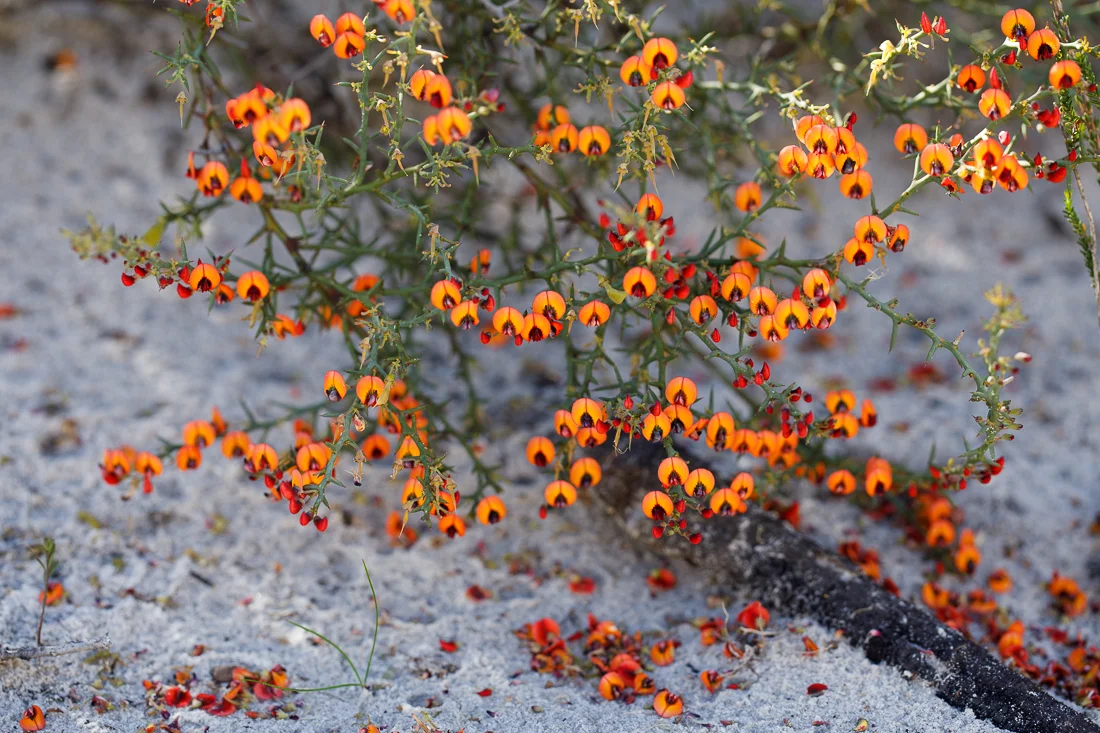 Plants use flowers to attract pollinators, using both visual and chemical signals.