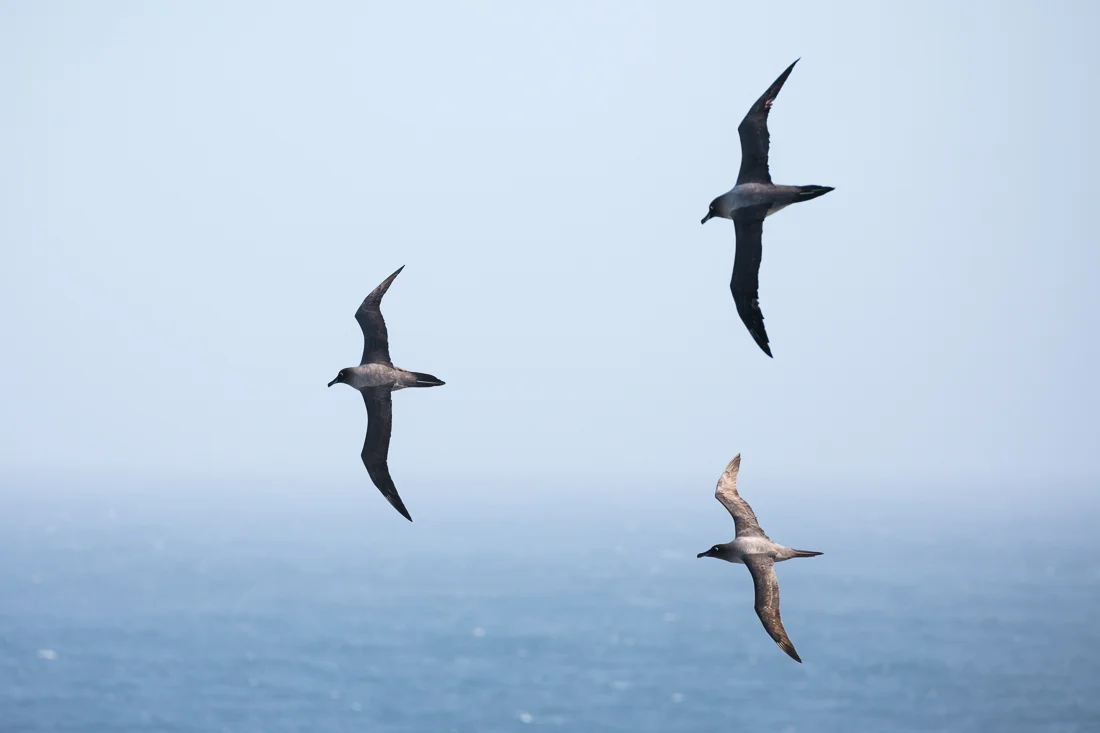 Light-mantled Sooty Albatross display flighting.