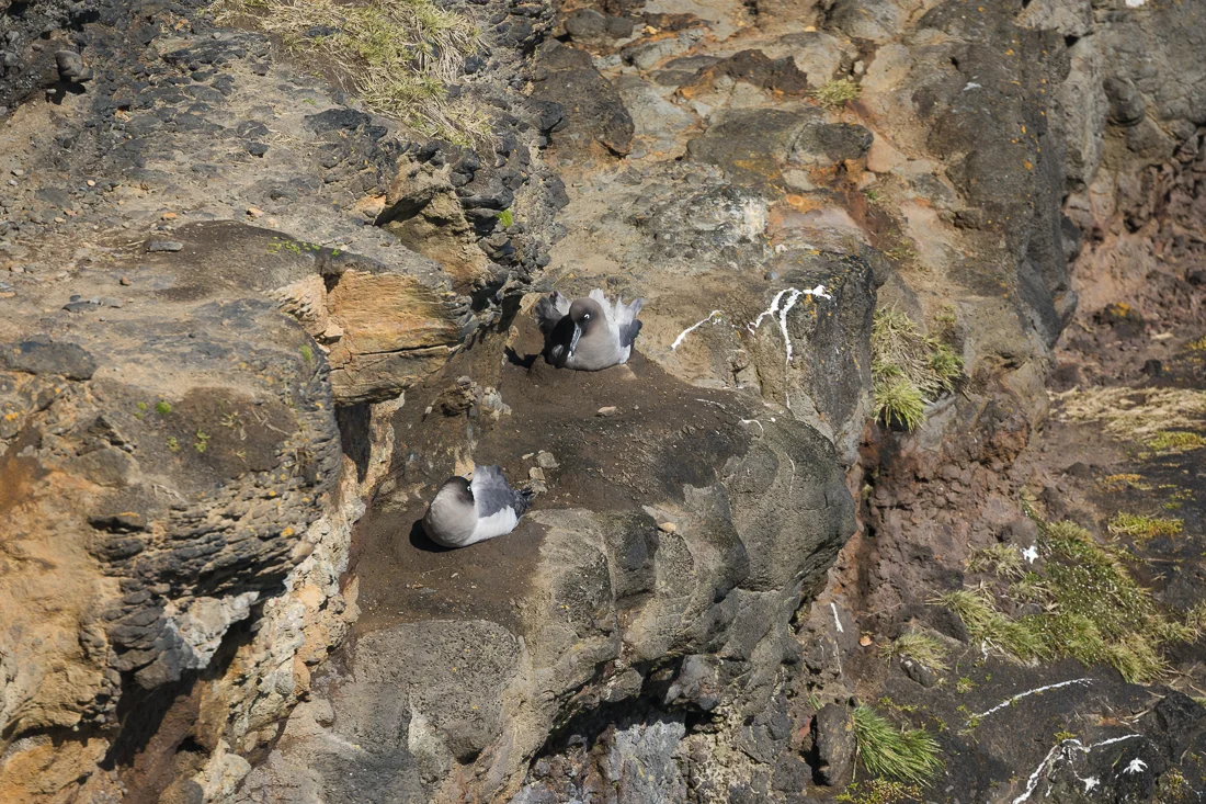 Light-mantled Sooty Albatross nest on cliffs around Enderby Island.