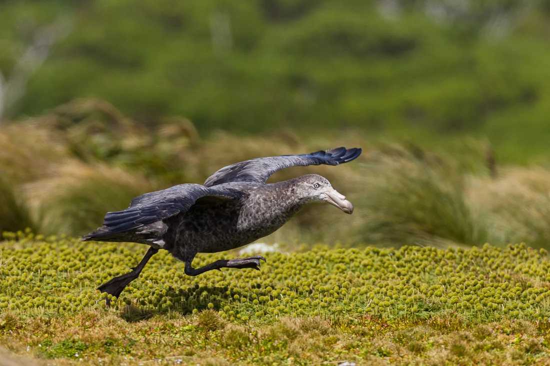 Adult Northern Giant Petrel on the runway.