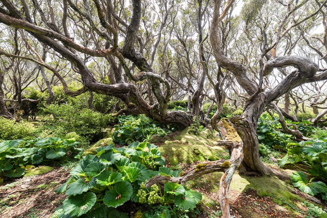 Twisted Southern Rata ( Metrosideros umbellata ) with Macquarie Island cabbage.