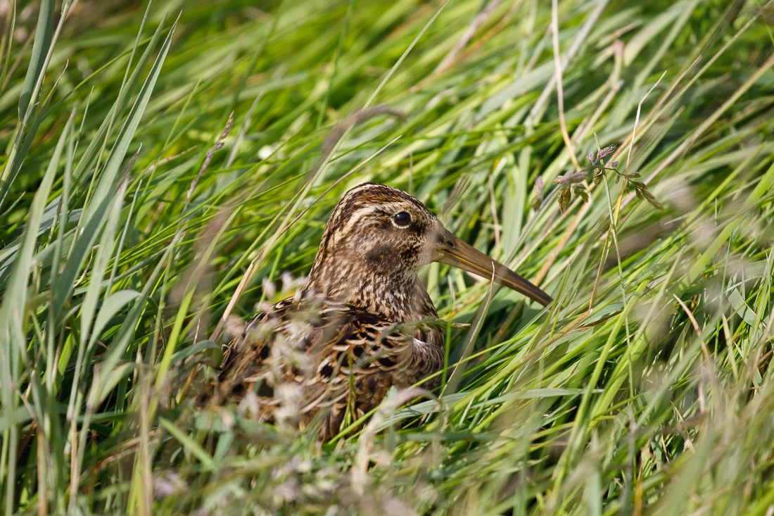 Subantarctic Snipe, Auckland Island subspecies.