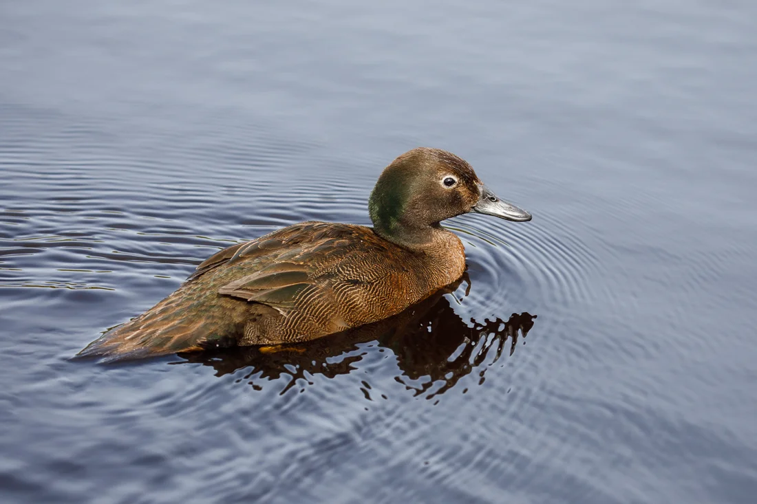 Male Auckland Island Teal. Look at how short those wings are! No wonder it is flightless.