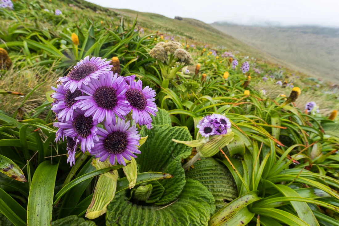 Pleurophyllum speciosum, Campbell Island.