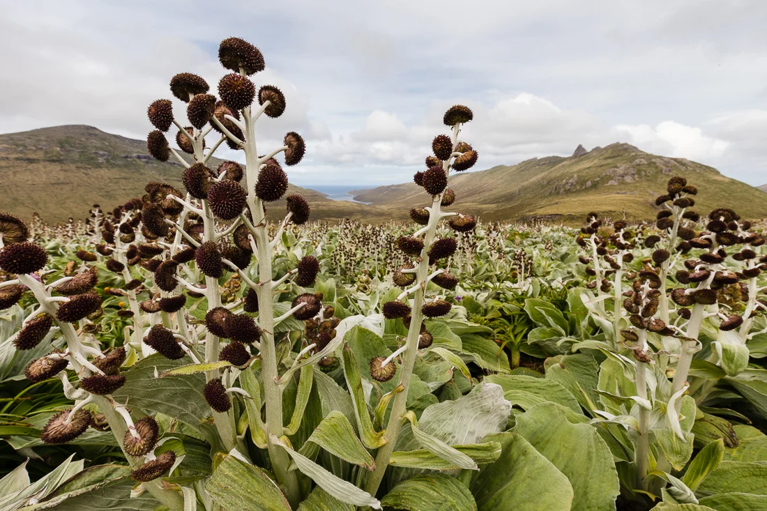 Fields of Pleurophyllum hookeri flowers, Campbell Island.