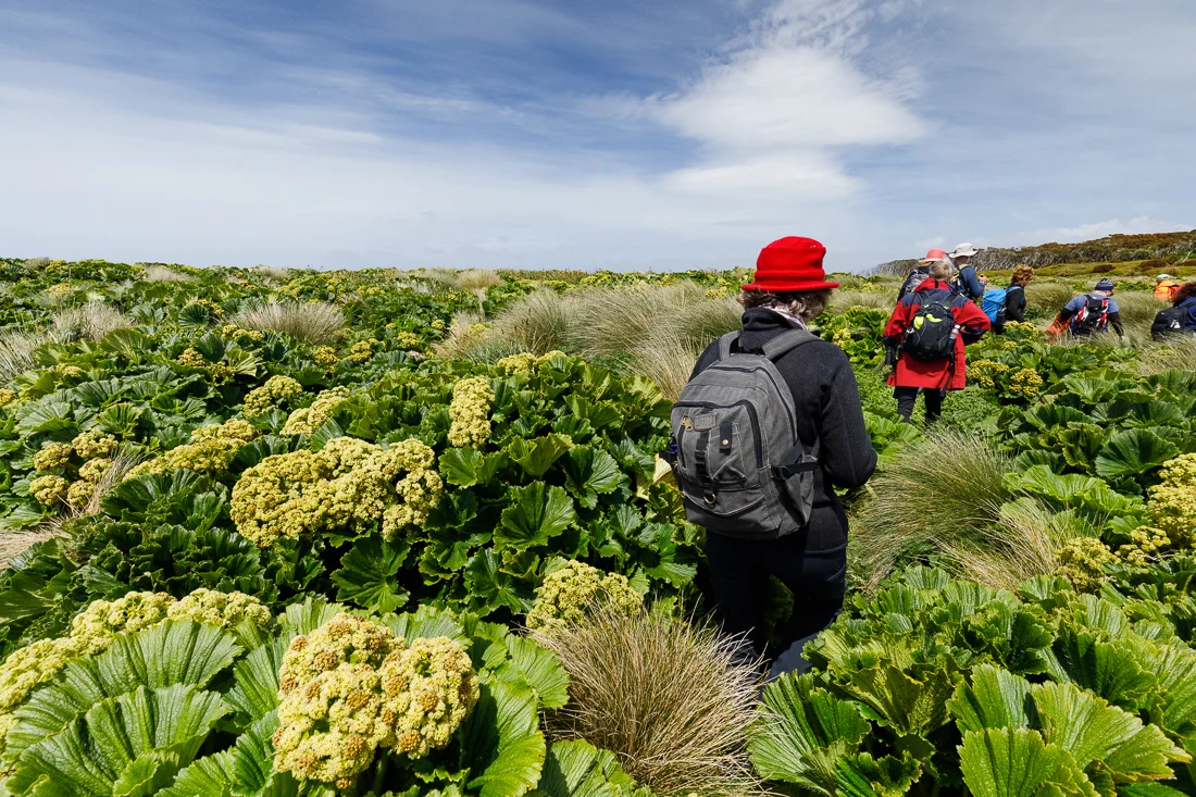 Walking through fields of Stilbocarpa polaris on Enderby Island.