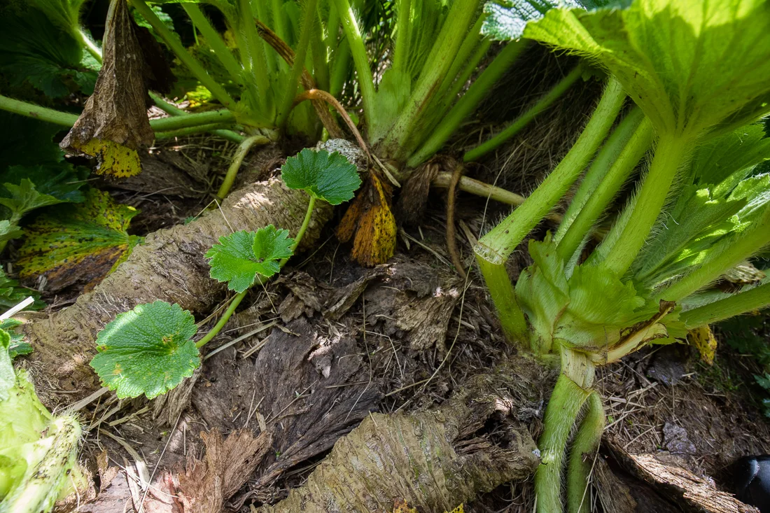 Exposed roots of Stilbocarpa polaris, Enderby Island.