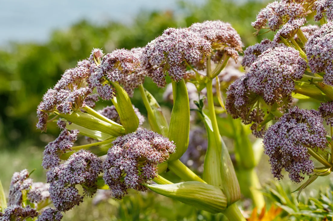 Impressively large inflorescences of the Campbell Island Carrot, Anisotome latifolia .