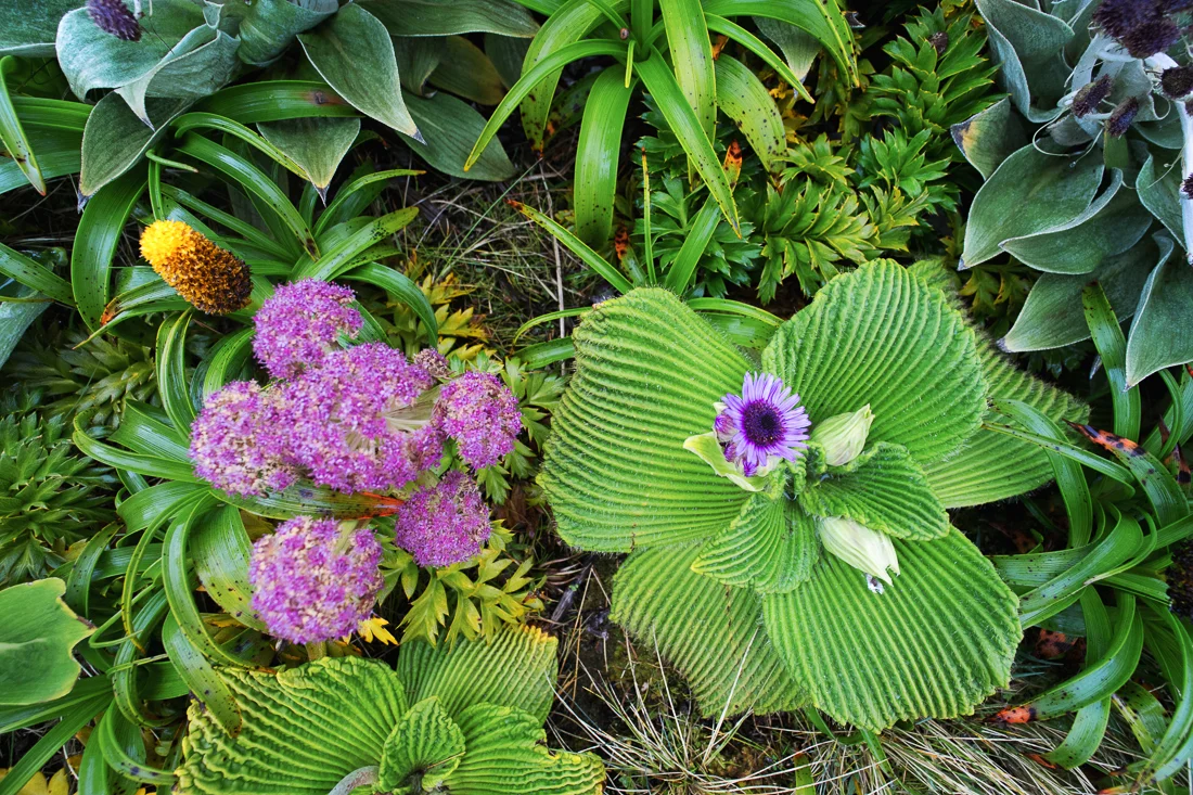 The large and very different leaves of the four megaherbs common on Campbell Island: Bulbinella rossii, Anisotome latifolia, Pleurophyllum speciosum and Pleurophyllum hookeri .