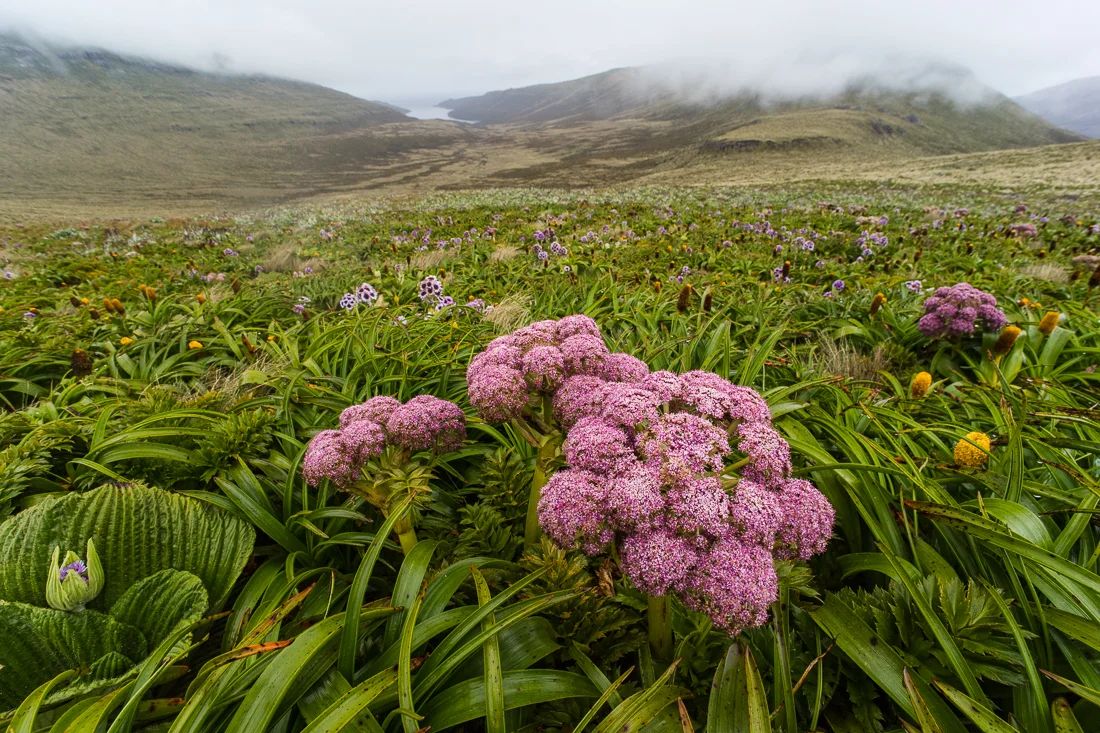 Deep pink flowerheads of Anisotome latifolia on Campbell Island. Each flowerhead is composed of thousands of tiny white or pink flowers.