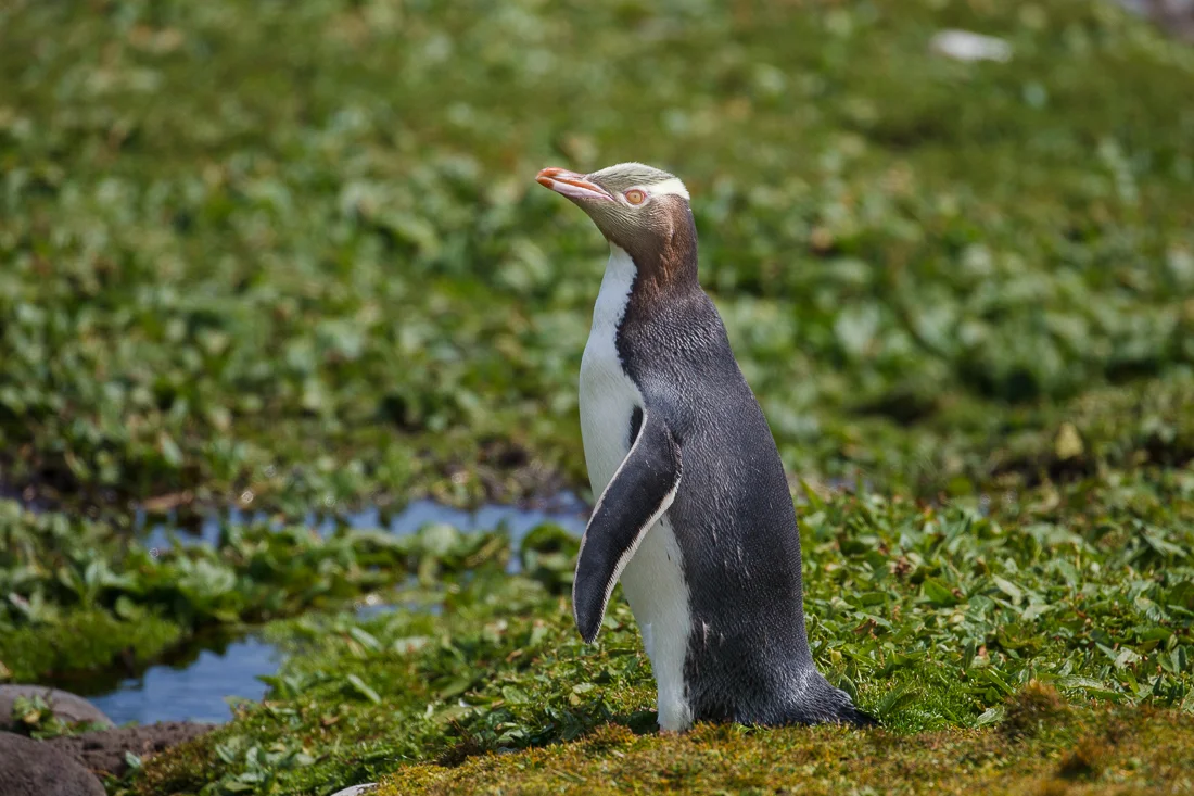 Yellow-eyed Penguin on Enderby Island.