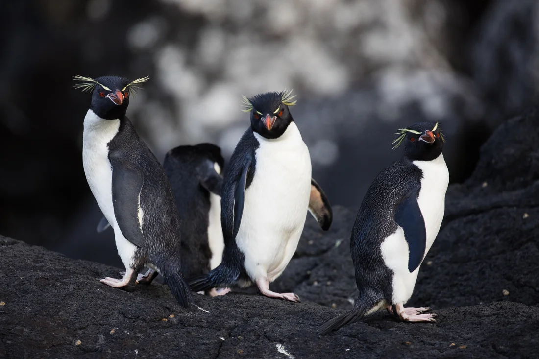 Eastern Rockhopper Penguins on Auckland Island.