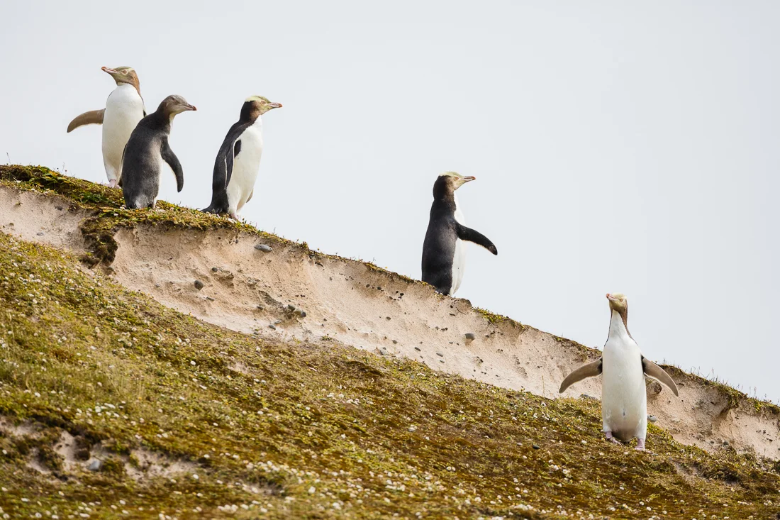 Yellow-eyed Penguins posing on Enderby Island.
