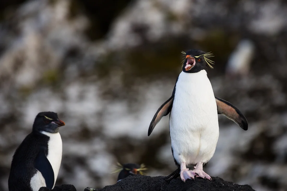 Eastern Rockhopper Penguin having a good old yawn. Auckland Island.