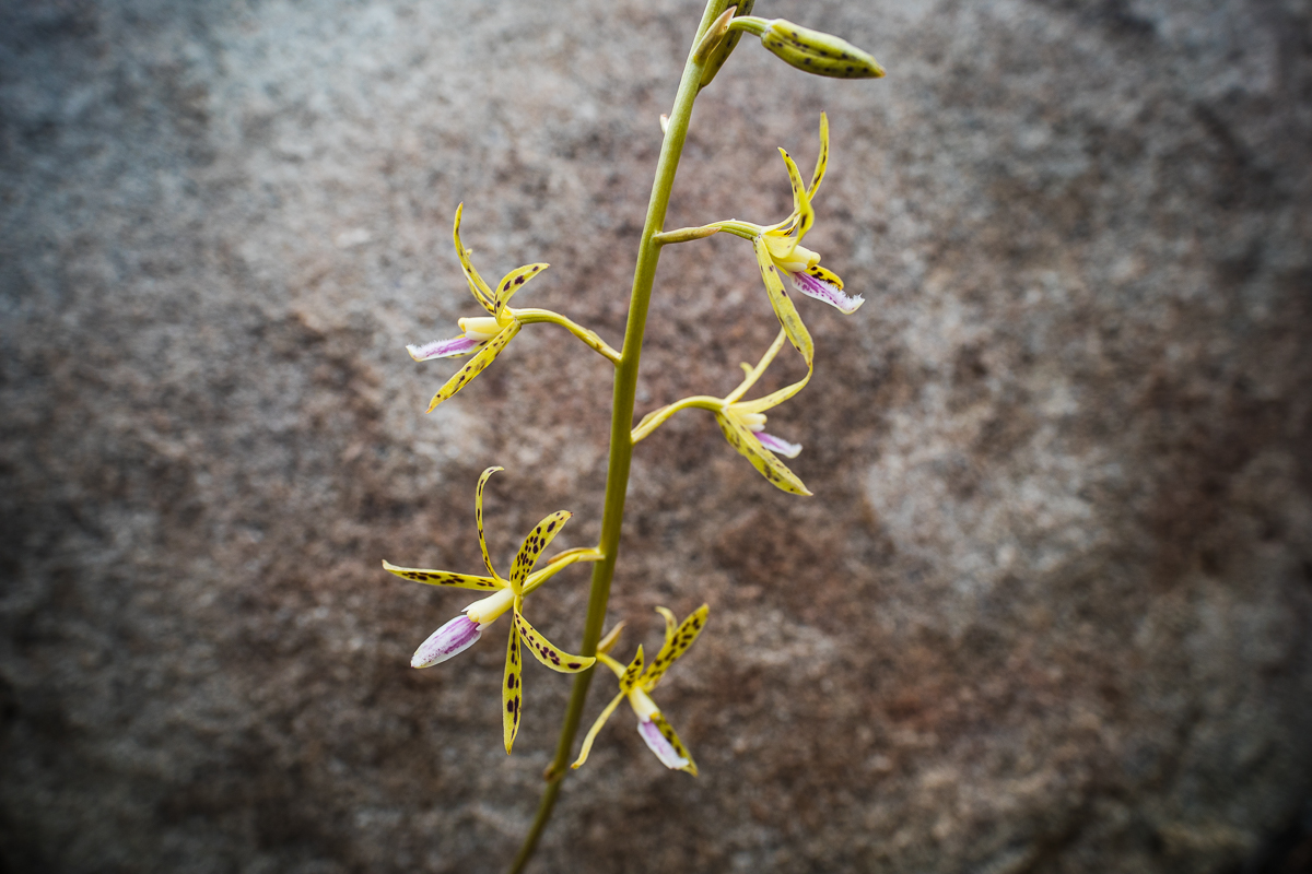 How long do orchids live?