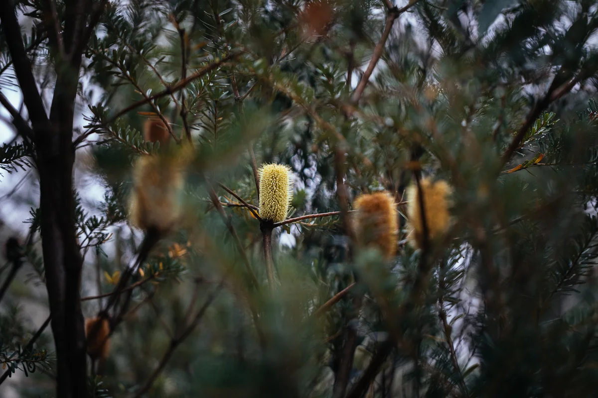Banksia marginata flowers.