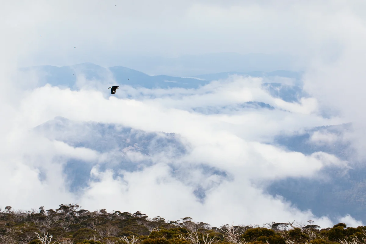 A Pied Currawong summits Mt Bimberi.