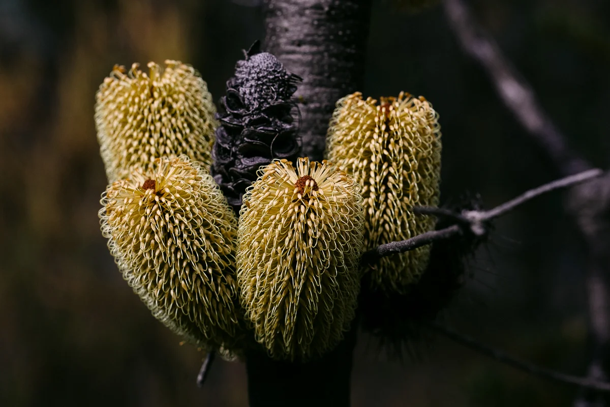 A clump of Banksia marginata candles growing together from the stem.