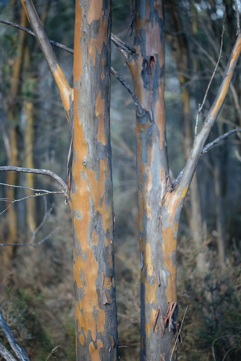 Eucalyptis stellulata bark. This one is a more orange red.